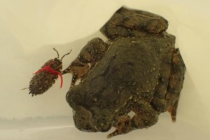 Native Frogs are Cool (Literally!)