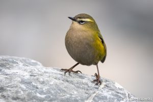 Rock Wren — More Than Just Round