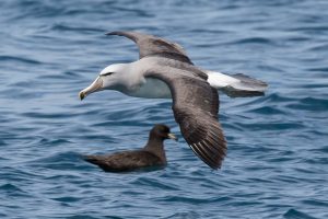 My favourite photo: David Brooks, Salvin’s albatross