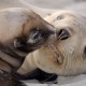 Squid trawling around our endangered sea lions needs to stop right now you can help us