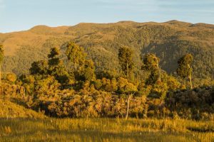 Te Kuha: this land is your land