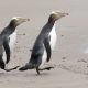 Yellow-eyed penguins likely to be extinct on the mainland within my lifetime