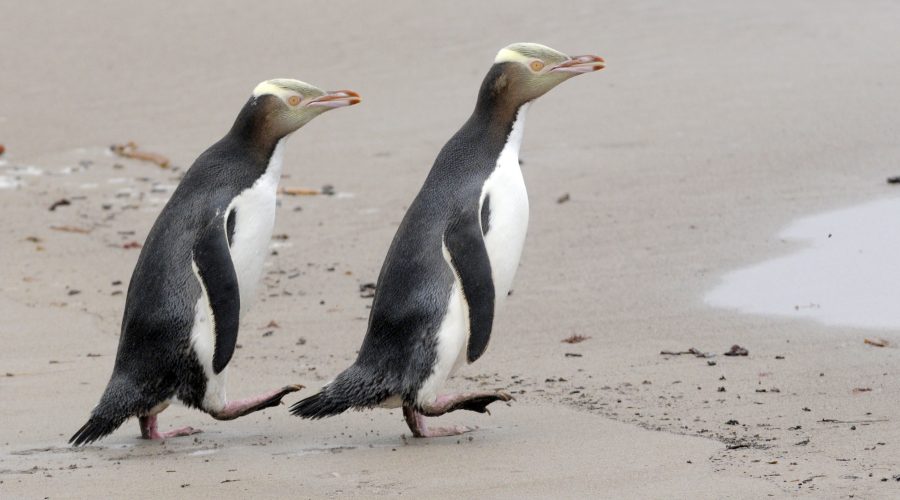 Yellow-eyed penguins likely to be extinct on the mainland within my lifetime