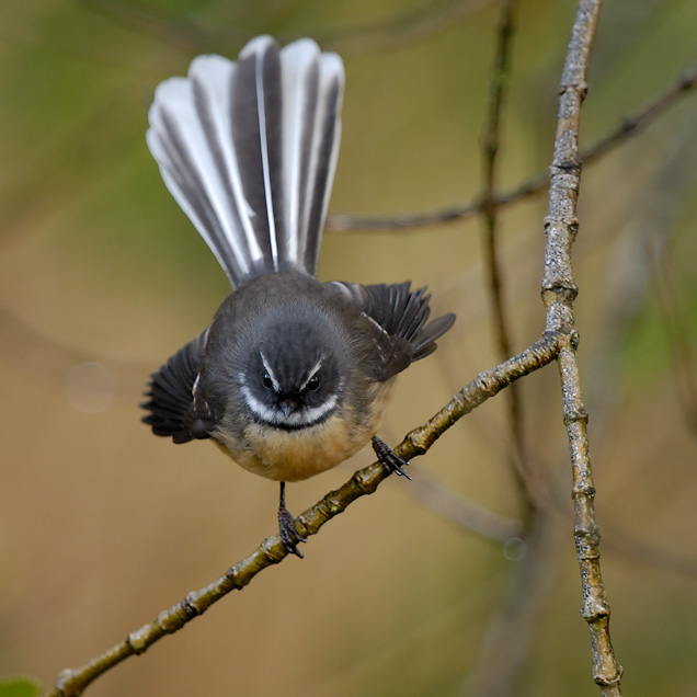 What Is The Meaning Of A Fantail Flying Into House