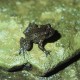 Te Puke Frogs Need Your Help