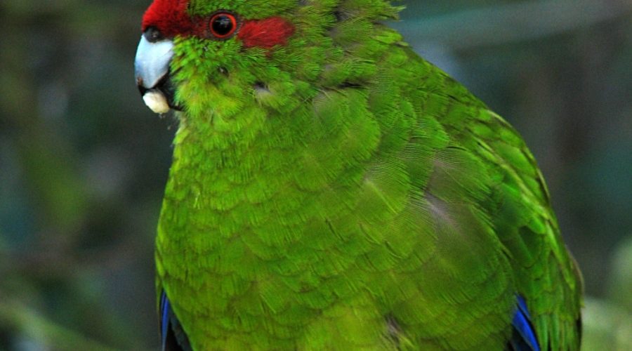 The Return of Kākāriki to Northland