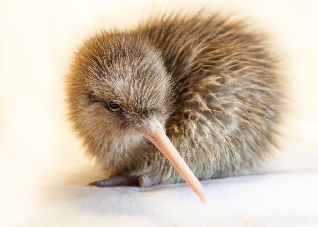 Why the Rowi (Ōkarito Brown Kiwi) Deserves your Vote in Bird of the ...